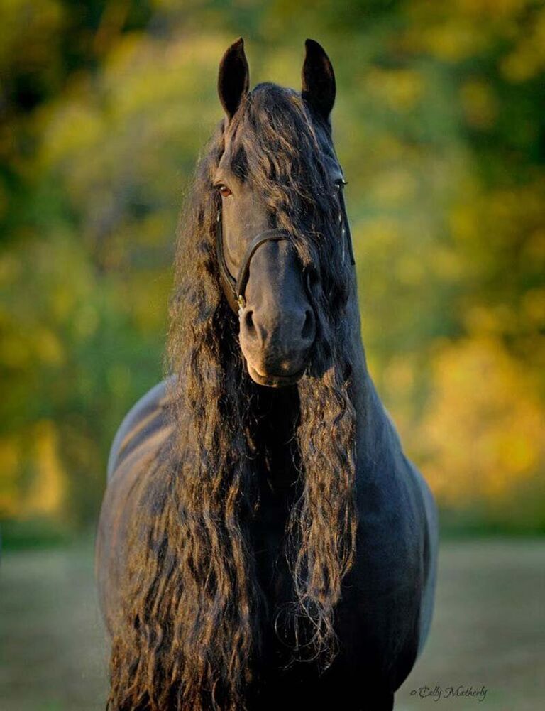 世界で最も美しい馬と称される フレデリック大王をご覧ください なんてゴージャスなんだ 15枚の写真とビデオ 夜ふかしのすすめ