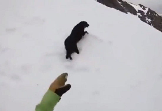 犬を急斜面で滑るスノボーに付き合わせた結果、ド派手に滑落していった！