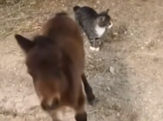 子馬とネコが追いかけっこして遊ぶほのぼの動画ｗ 夜ふかしのすすめ