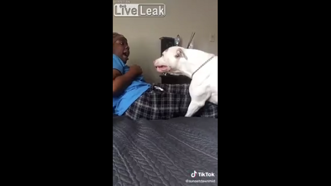 飼っているピットブルに噛み殺される5秒前 この犬 やっぱ頭おかしい 夜ふかしのすすめ 飼っているピットブルに噛み殺される5秒前 この犬 やっぱ頭おかしい 夜ふかしのすすめ
