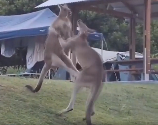 カンガルーが大暴れして起こしてくれるオーストラリアのキャンプ場！ｗ