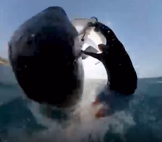 サーフィン中にクジラと激突した不運な男がいる！ｗ