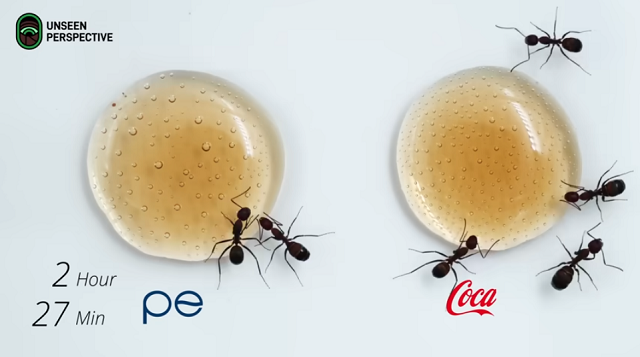 「アリ」がペプシとコカ・コーラのどちらが好みか実験してみた結果！ｗ