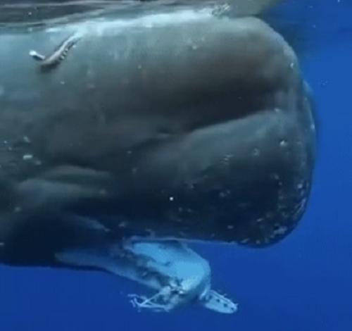 マッコウクジラが巨大なイカを食べている証拠がこれ！　まだ歯に挟まっているｗ