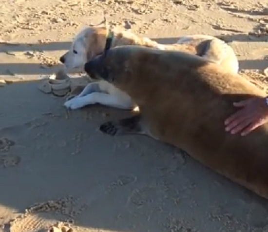 「海の犬」と「陸の犬」が仲良くなったようですｗ（2つのビデオ）