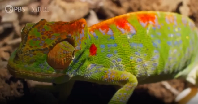 メスのカメレオンが死ぬ前に卵を産み体の色を鮮やかに発色させる荘厳な様子！