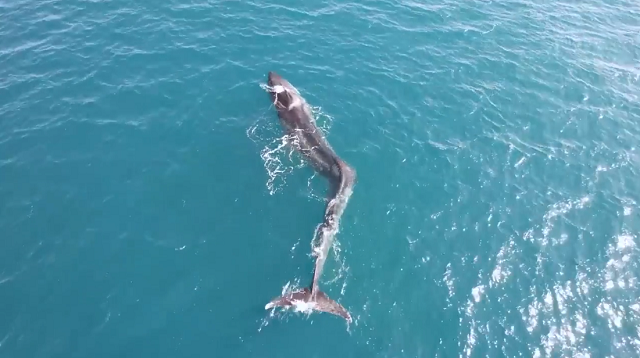 スペイン沖で背骨が折れたまま泳いでいる巨大なクジラが撮影された！