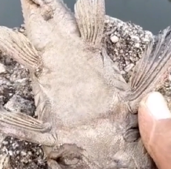 からからな「干物にしか見えない魚」に水を掛けたら生き返りだした！　なんて不思議な生体だ！