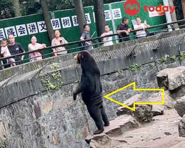 中国の動物園にいる「マレーグマ」が直立すぎて人間が着ぐるみを着ている疑惑を持たれ話題に！ｗ（３つの動画）