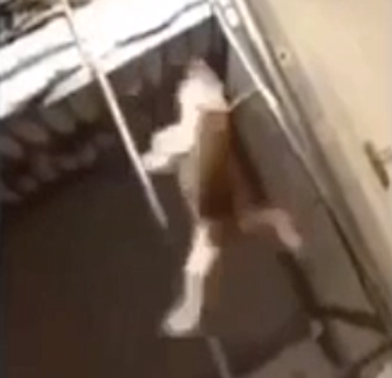 ネコがハシゴのおもちゃのように落ちている！