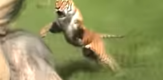トラが人間に飛びかかって襲ってくる最も恐ろしい映像がこれ！？