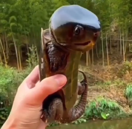 巨大すぎる頭の「カメ」がなんかかわいい！