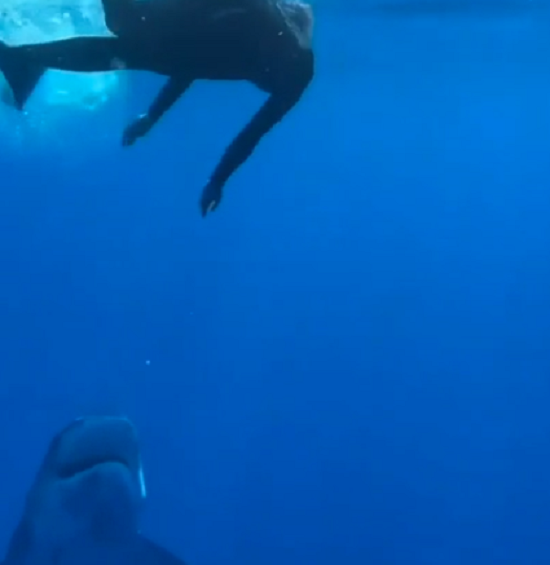 ダイバーに忍び寄る「サメ」が怖すぎる！　その撃退法？