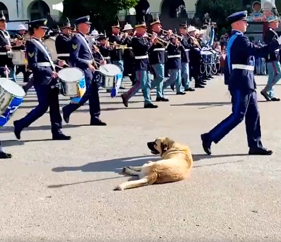 犬は行軍パレードの練習中だろうが意地でも昼寝の邪魔はされたくなかったようです！ｗ