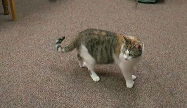 多指症の猫に関する 7 つの驚くべき事実