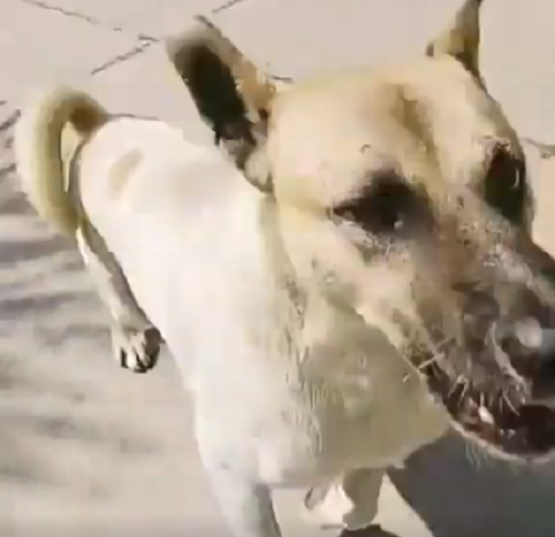 吠えて追いかけてくる犬に対し撮影者は死なない絶対の自信があるようです！ｗ