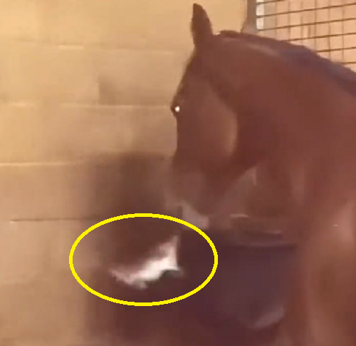 ネズミを振り回し遊んでる馬がいると思ったら、パクッと食いやがった！