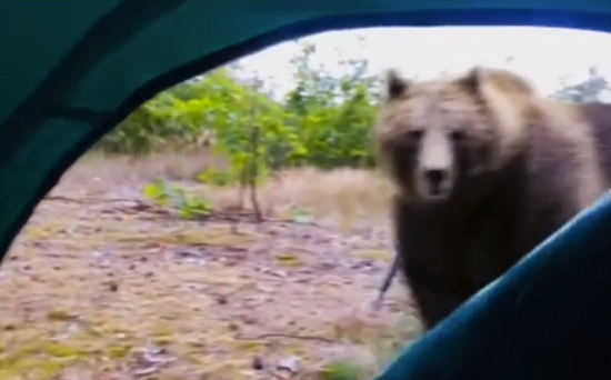 テントを開けると目の前にクマがって、こんなキャンプは嫌すぎる！