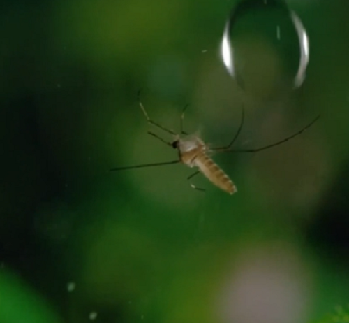 雨が降るなかで「蚊」がどのように飛んでいるのか、じっくり見てみよう！