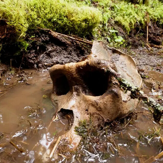 「ビッグフット」の頭蓋骨がカナダの森の中で発見された？　どう思いますか？