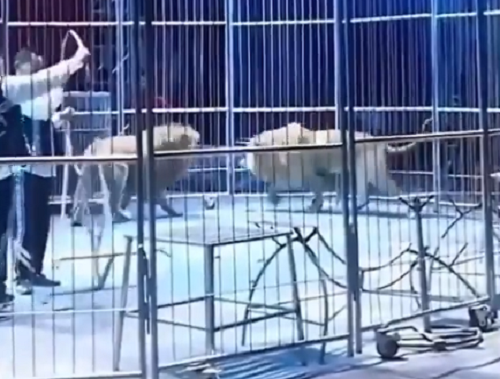 サーカスで２頭のライオンがケージから逃げ出し観客は異常なスリルを味わえました！ｗ