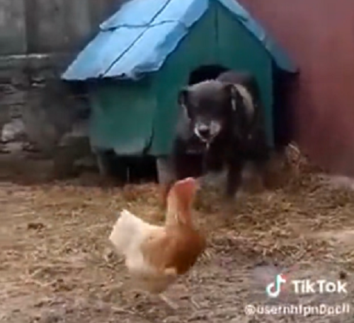 ニワトリと犬のベッドを巡る仁義なき戦いがおかしすぎる！ｗ