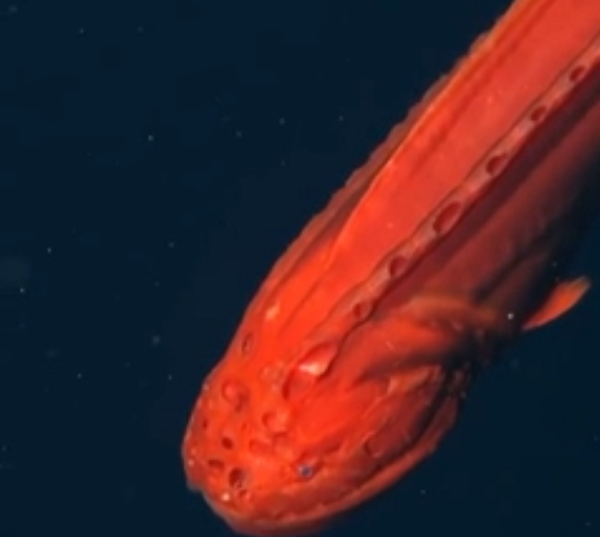 最も深海で生息する「クジラウオ」がなんだか凄い！　