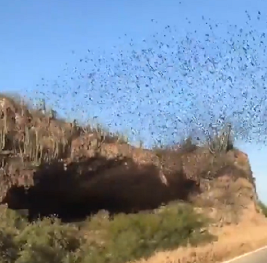 メキシコの洞窟から大量の「コウモリ」が飛び出してきていた！