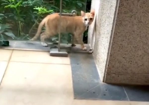 ネコが突然に分離するマジックを披露する、これがほんとの「てじなーにゃ」だ！ｗ