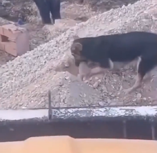 母犬が死んだ子犬のために自ら墓を掘り埋葬する胸が張り裂けそうになる映像！