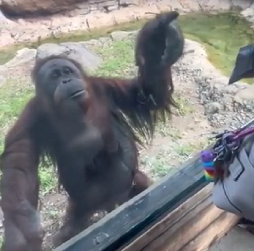 オランウータンによる「厳しい検閲」が行われる動物園がある！ｗ（2つの動画）