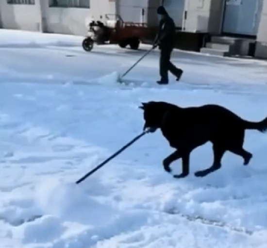 雪かきを手伝う「犬」がかわいすぎる！ｗ