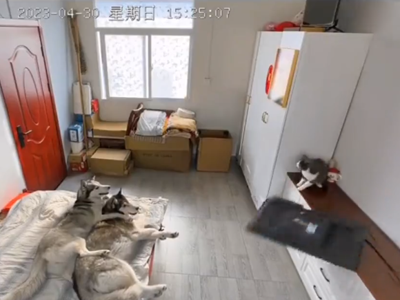 逃げ遅れた犬がすべての罪を背負わされ責められてしまうコントのような展開に！ｗ