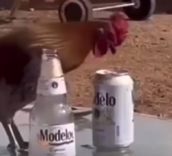 ニワトリがうっかりビールを飲んで酔っ払うとこうなるらしい！ｗ