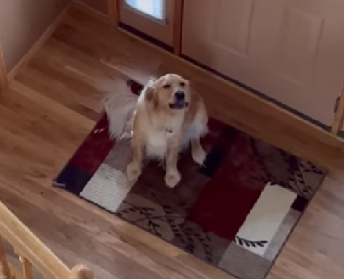 家に一人ぼっちだと悲しんでた犬が飼い主を見つけた瞬間！ｗ（２つのビデオ）