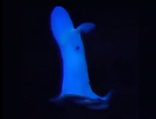 4800メートルの深海で見つかった「ニョロニョロ」がかわいい！ｗ