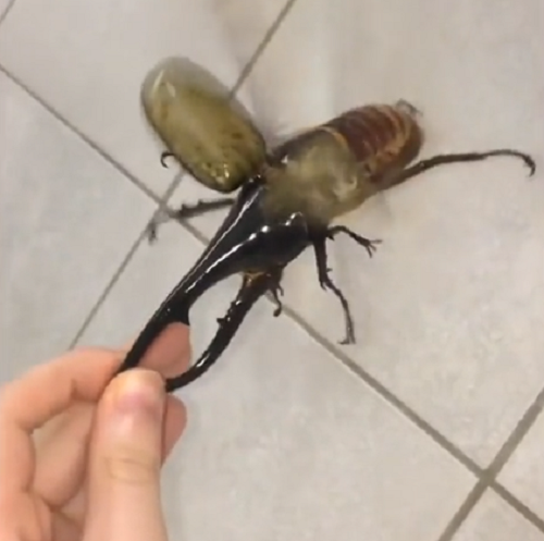 世界最大のヘラクレスオオカブトの羽音はやっぱり大迫力なようです！ｗ