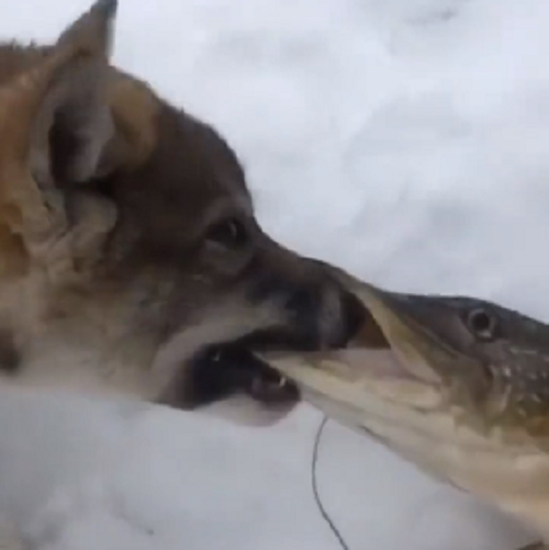 犬の鼻に噛みついて離さない魚がいるのだが！ｗ
