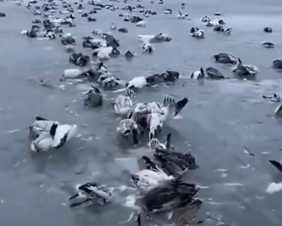 ウイグル自治区が瞬間的にマイナス45℃まで下がった結果、たくさんの水鳥が氷漬けになってしまった！