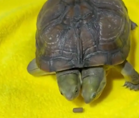 双頭のカメが1粒のオヤツを争う様子がかわいいけど胸が張り裂けそうな気持に！