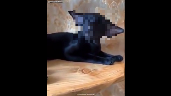 猫のような 犬のような コウモリのような この子は何 夜ふかしのすすめ 猫のような 犬のような コウモリのような この子は何 夜ふかしのすすめ