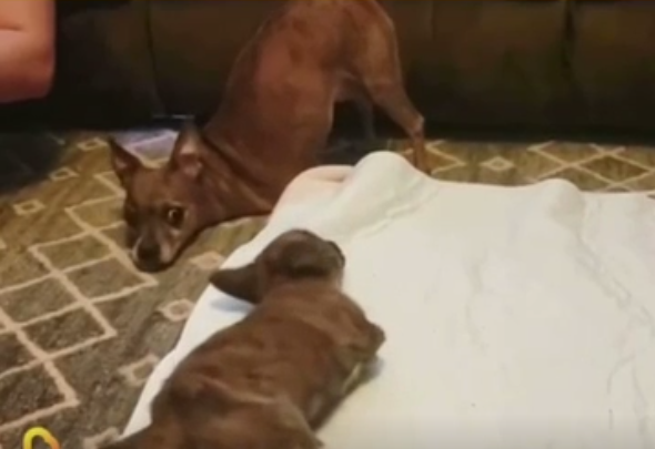 前足の無い先輩犬が同じく前足の無い子犬に立ち上がり方をレクチャーしている！