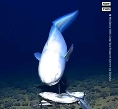 インド洋の6000mの海底で新たに発見された魚はこんな感じ！（2つの動画）