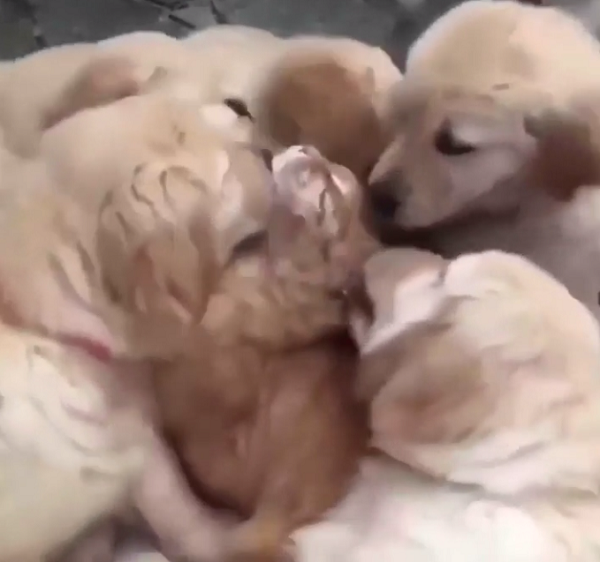 犬の群れに襲われているネコの残虐シーンが…代わってあげたい！ｗ
