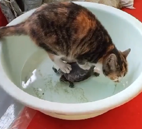 ネコは亀を犠牲にして乾いた喉を潤すことにしました！ｗ