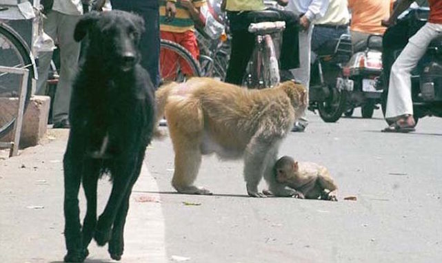 インドの母猿は子猿を守るために犬と死闘を繰り広げ勝利した 夜ふかしのすすめ