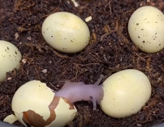 「カタツムリ」が卵から孵化するところを見たことありますか？　赤ちゃんってこうだったのねｗ