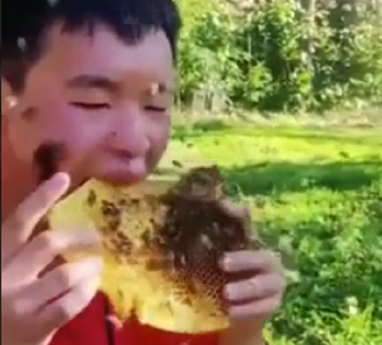 ハチに刺されながら「ハチミツ」を貪り食う男！ｗ　無茶しやがるｗ