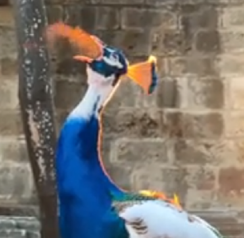 ゴジラのように火を吐く怪鳥「クジャクいるのだが！ｗ