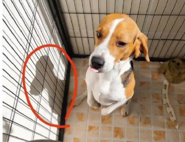 スヌーピーのモデルがビーグル犬だという動かぬ証拠写真がこれw 画像 夜ふかしのすすめ スヌーピーのモデルがビーグル犬だという動かぬ証拠写真がこれw 画像 夜ふかしのすすめ